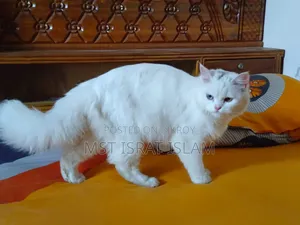 6-12 Months Female Purebred Persian