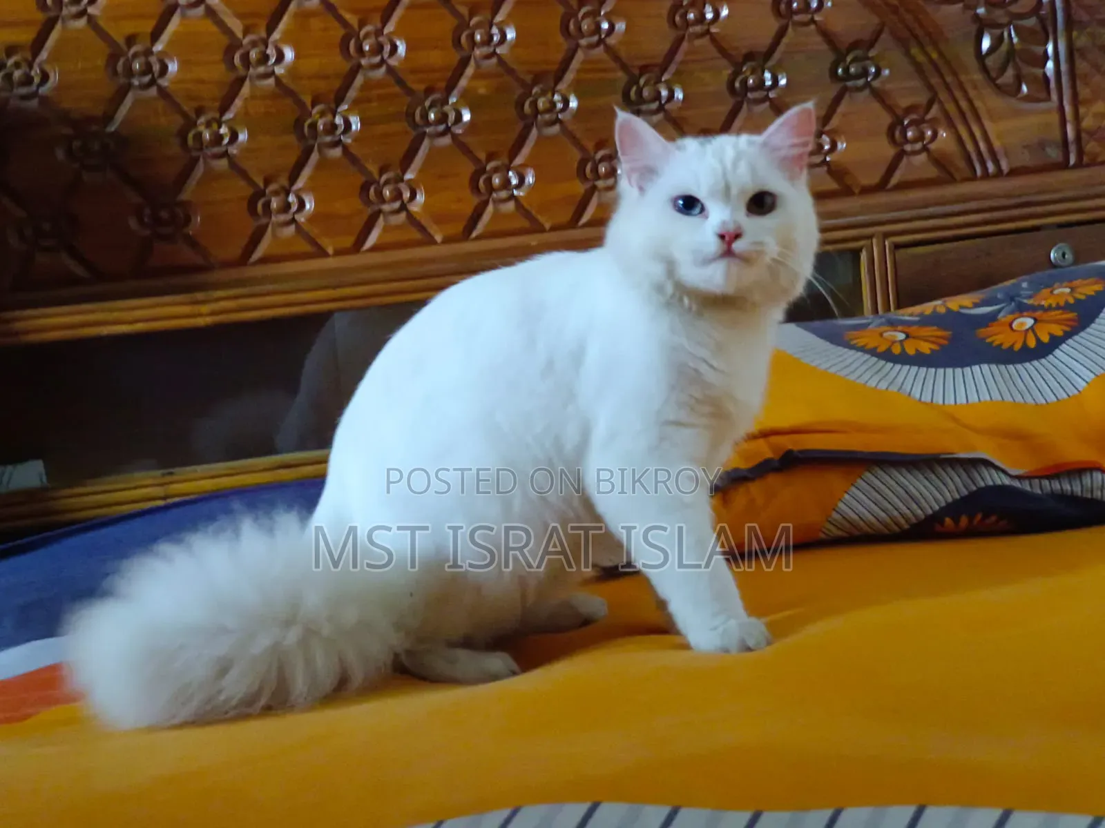 6-12 Months Female Purebred Persian