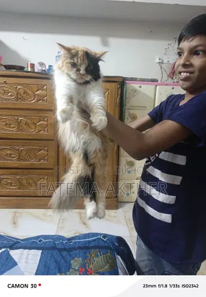১+ বছরের ফিমেল পিওরব্রেড পার্সিয়ান