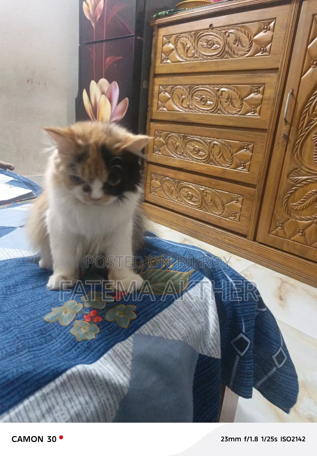 ১+ বছরের ফিমেল পিওরব্রেড পার্সিয়ান