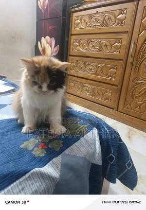 ১+ বছরের ফিমেল পিওরব্রেড পার্সিয়ান