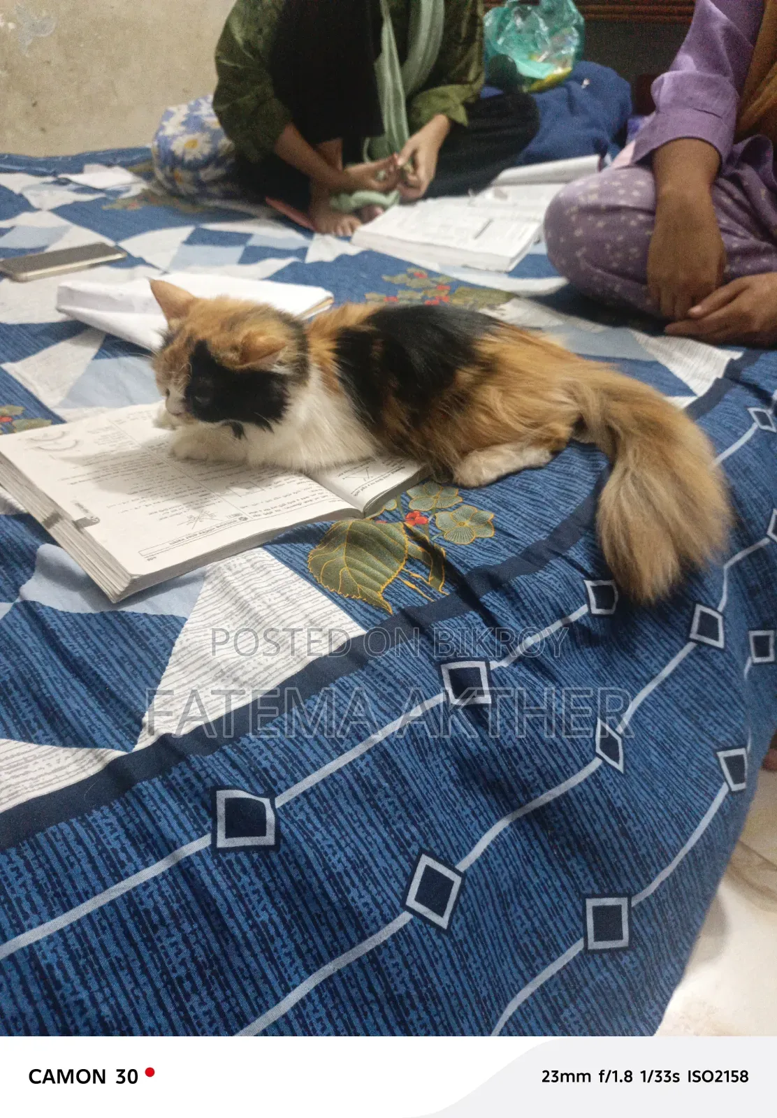 ১+ বছরের ফিমেল পিওরব্রেড পার্সিয়ান
