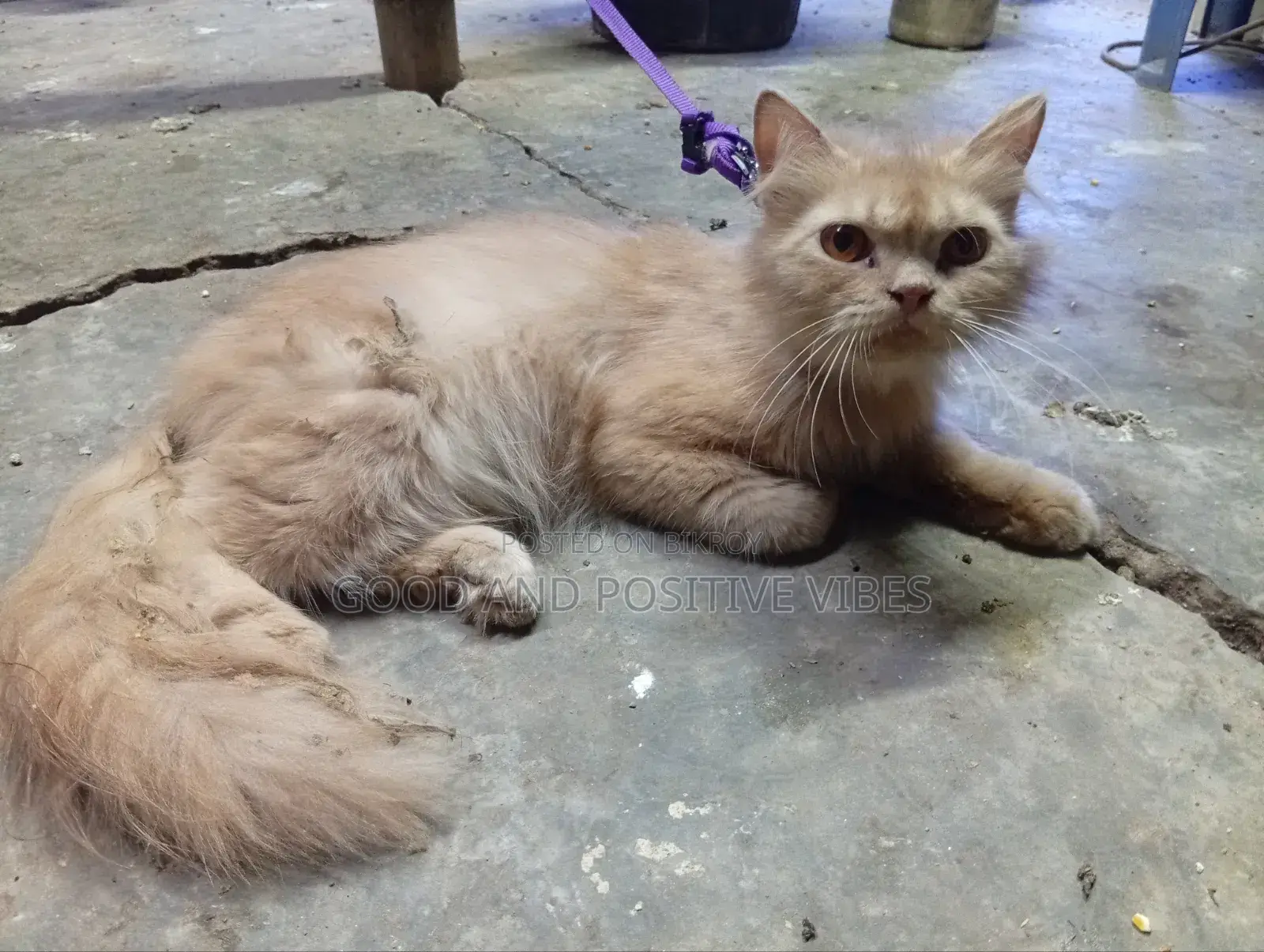 3-6 Months Male Purebred Persian