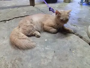 3-6 Months Male Purebred Persian