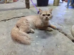 3-6 Months Male Purebred Persian