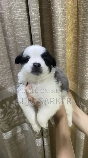 1-3 Months Female Purebred Lhasa Apso
