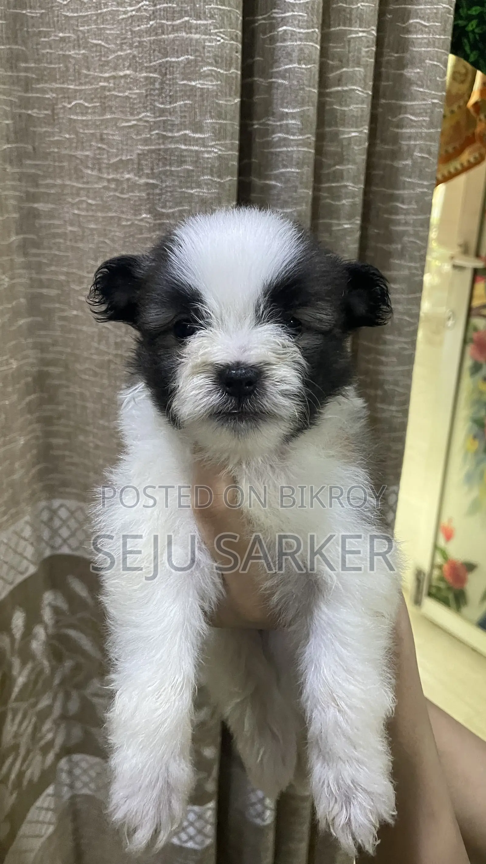 1-3 Months Female Purebred Lhasa Apso