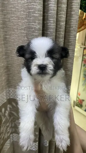 1-3 Months Female Purebred Lhasa Apso