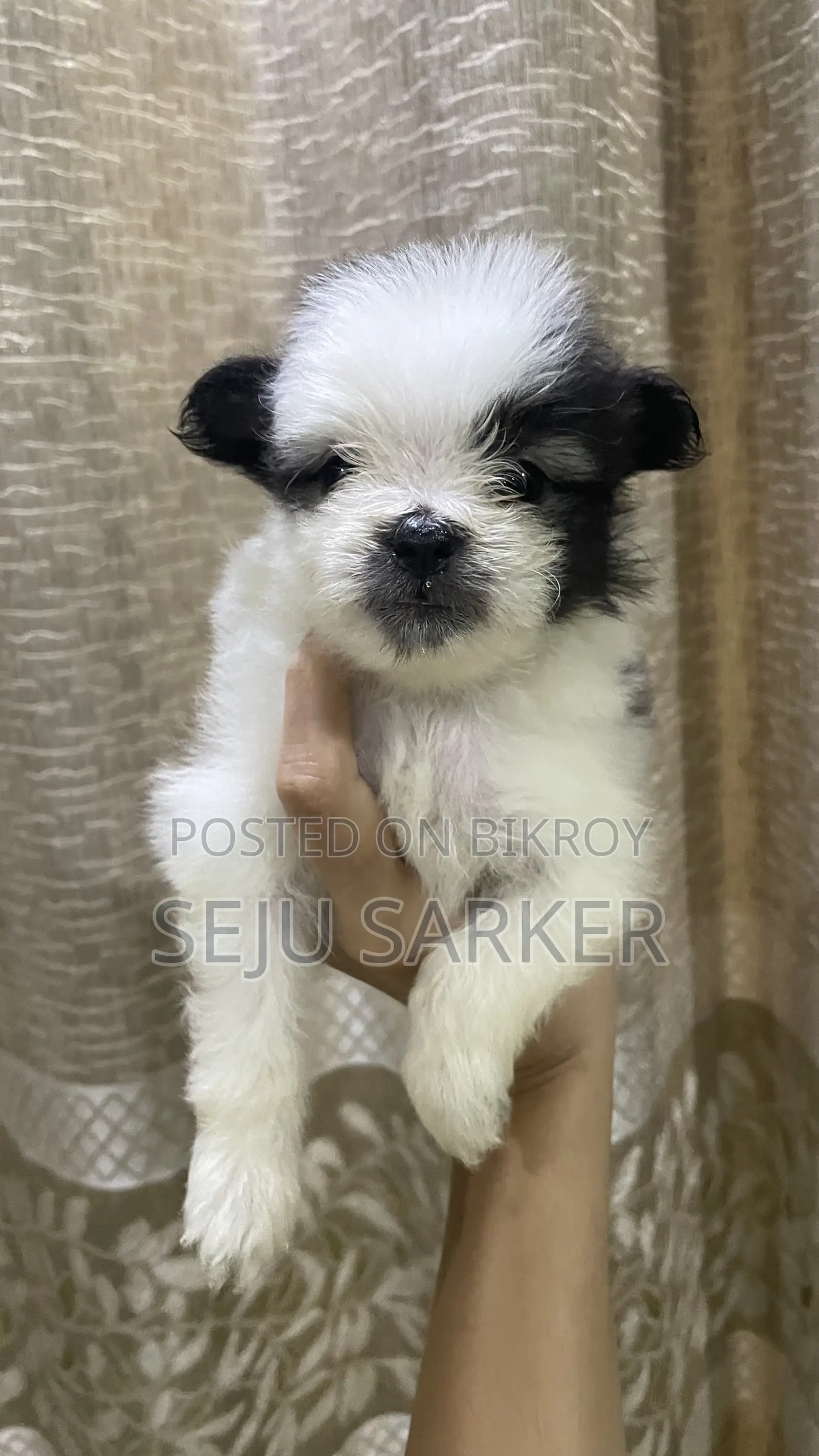 1-3 Months Female Purebred Lhasa Apso