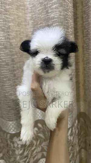 1-3 Months Female Purebred Lhasa Apso