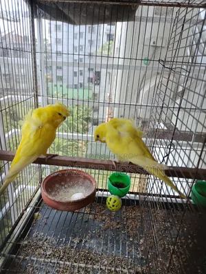 Lutino Japanese Budgies 1 Pair