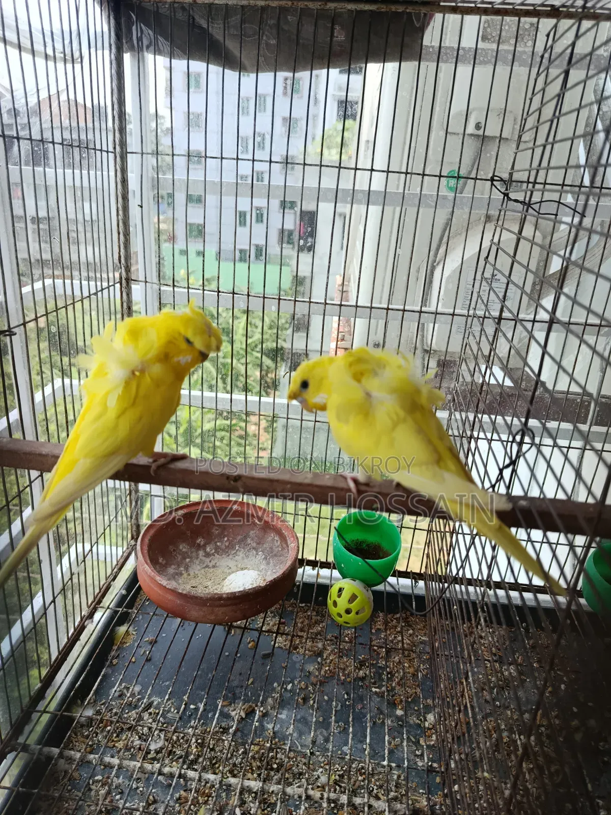 Lutino Japanese Budgies 1 Pair