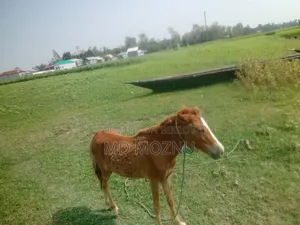 The horse is very good