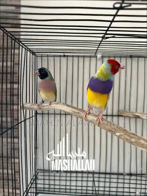 Gouldian Finch Pair.