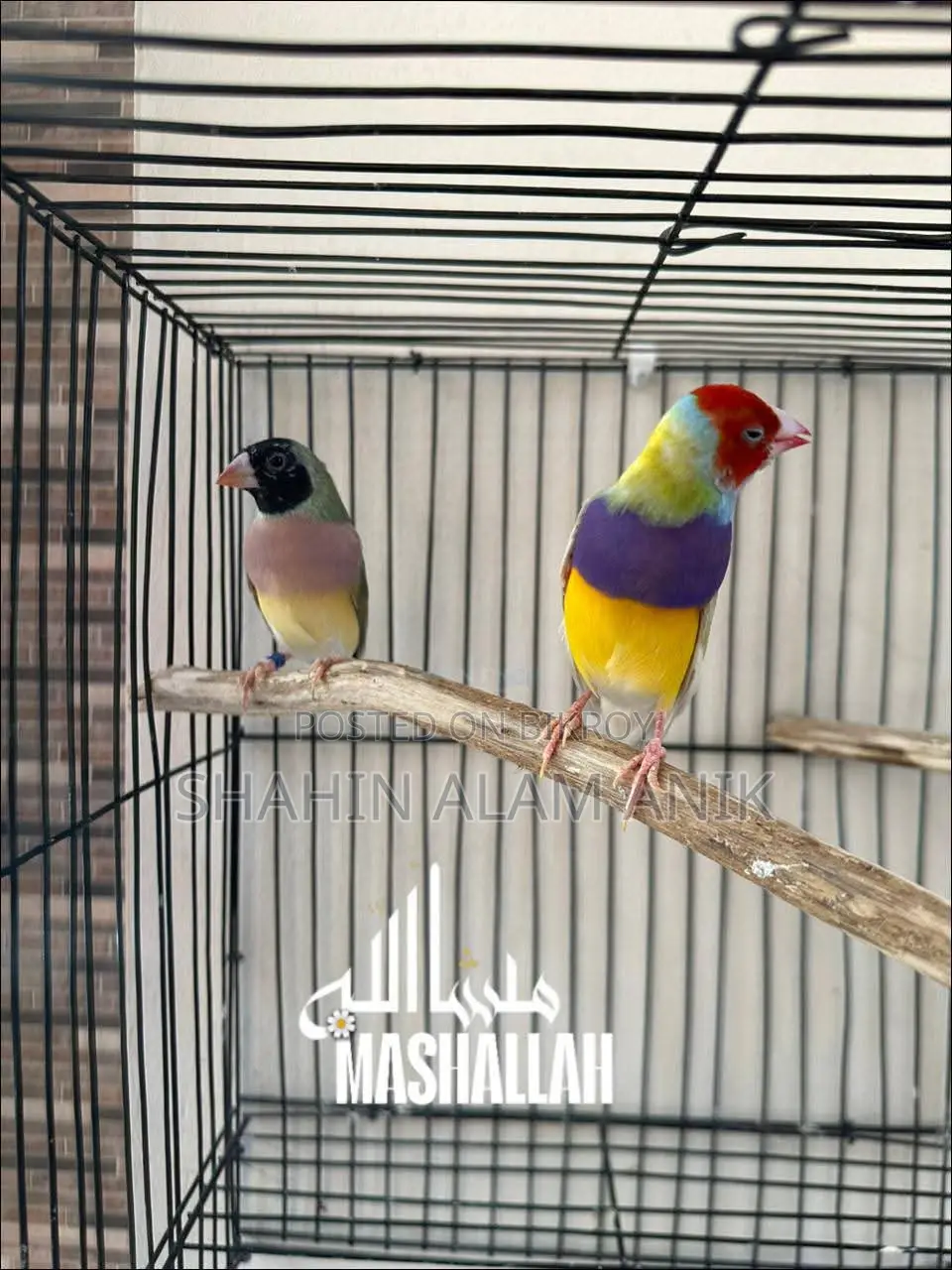 Gouldian Finch Pair.