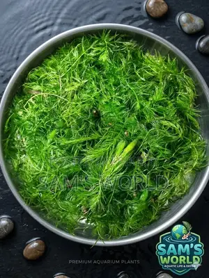 Fresh Hornwort Aquarium Plant | Live Healthy Plant