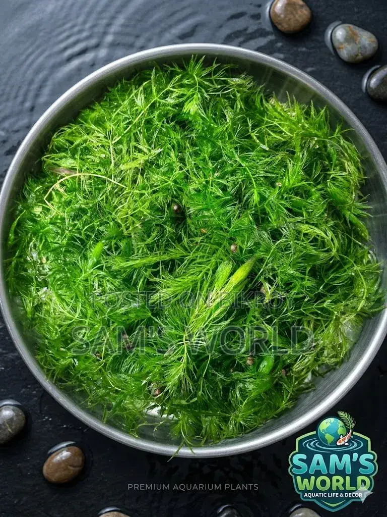 Fresh Hornwort Aquarium Plant | Live Healthy Plant