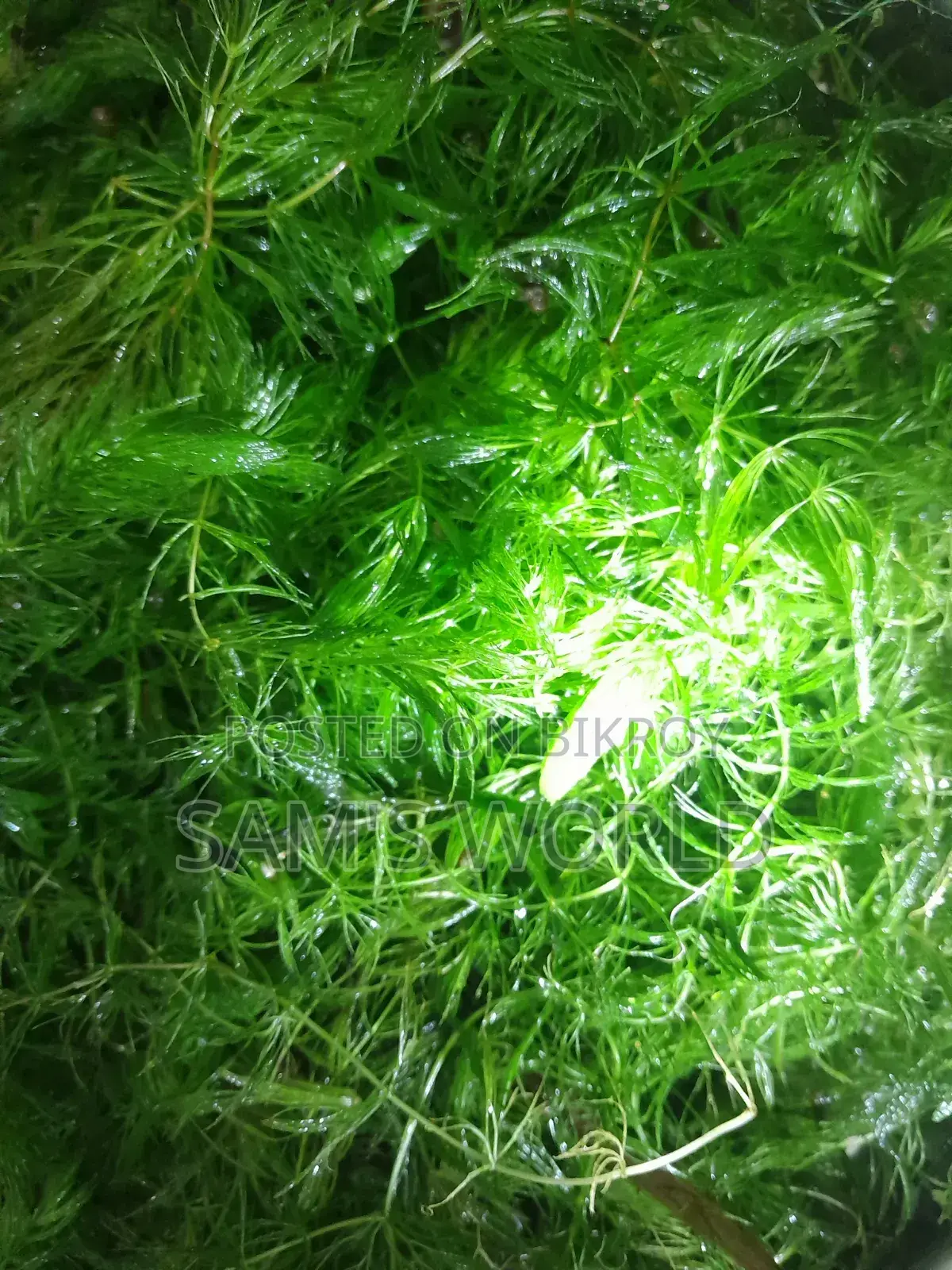 Fresh Hornwort Aquarium Plant | Live Healthy Plant
