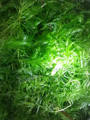 Fresh Hornwort Aquarium Plant | Live Healthy Plant