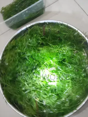 Fresh Hornwort Aquarium Plant | Live Healthy Plant