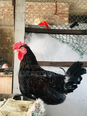 দেশি মুরগি