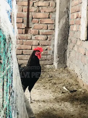 দেশি মুরগি