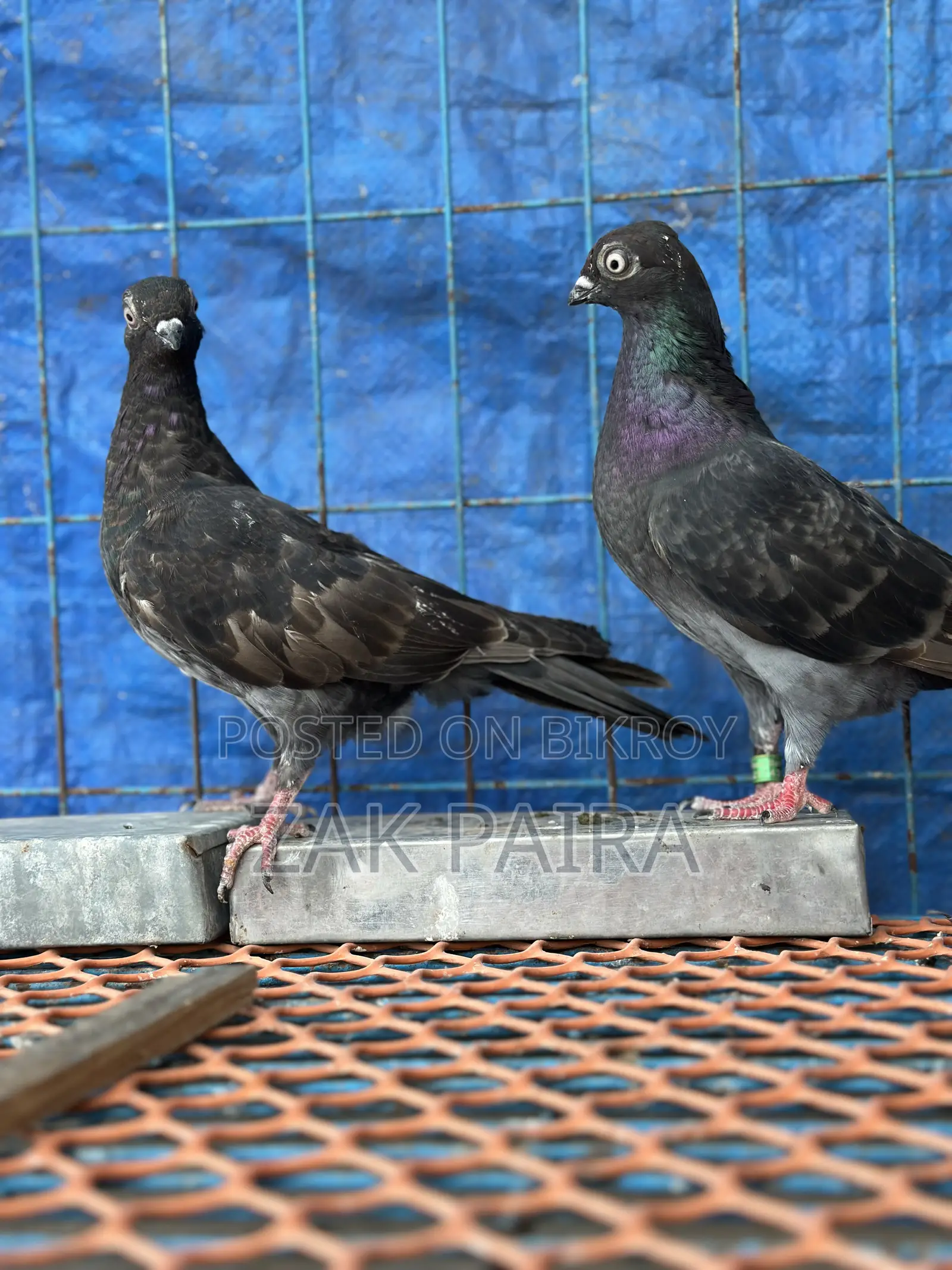 Budapest Highflying Pigeon