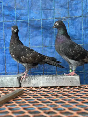 Budapest Highflying Pigeon