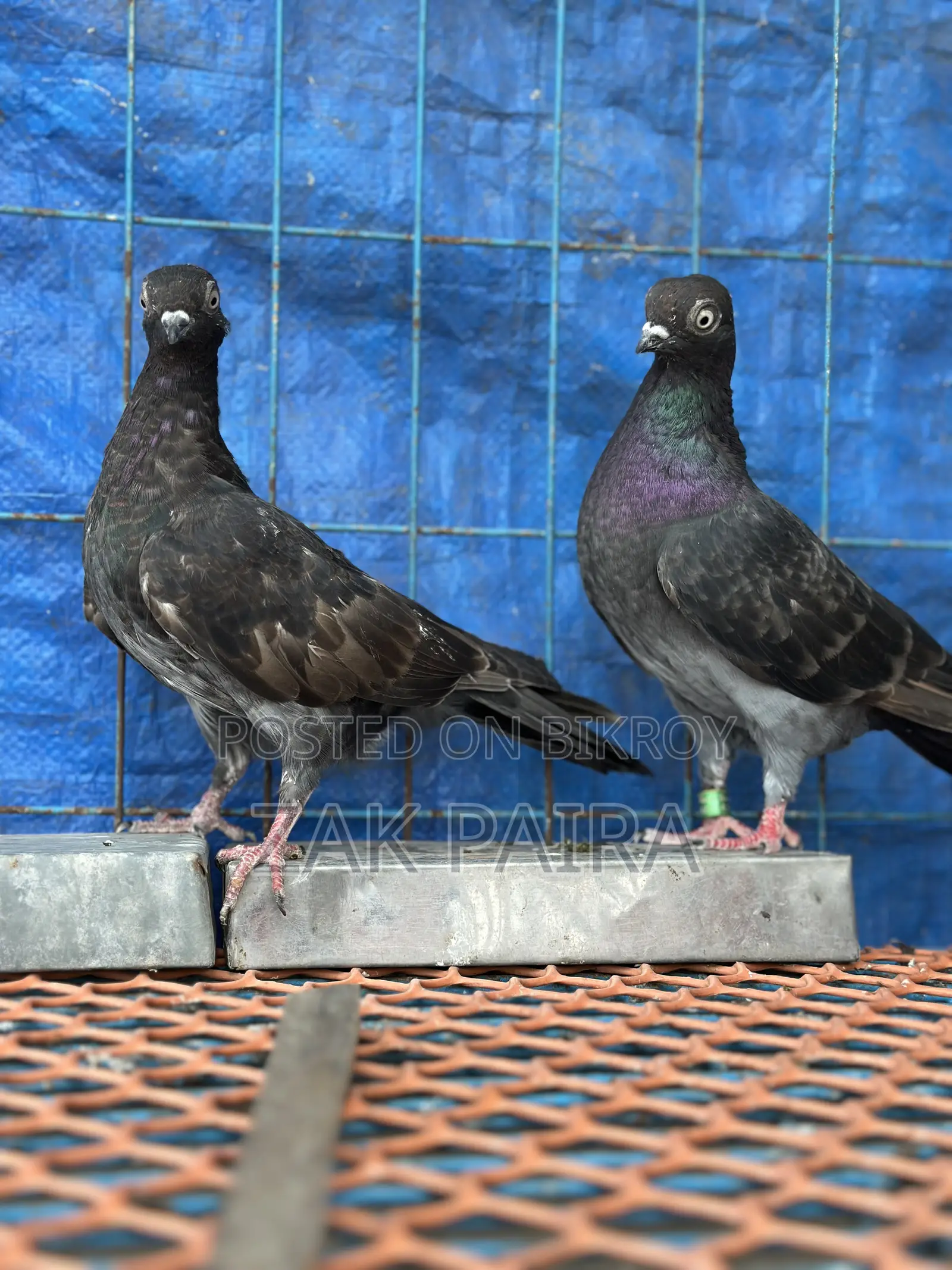 Budapest Highflying Pigeon