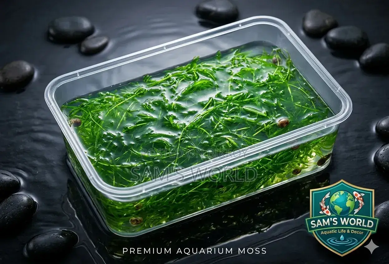 Fresh Guppy Grass | Live Aquarium Plant | Fry Safe Plant