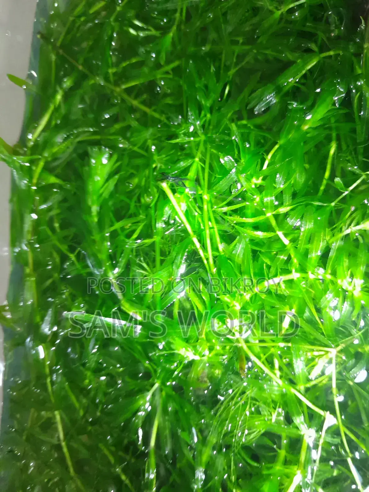 Fresh Guppy Grass | Live Aquarium Plant | Fry Safe Plant