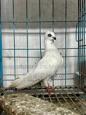বুদাপেস্ট হাঙ্গেরিয়ান হাই ফ্লায়ার কবুতর