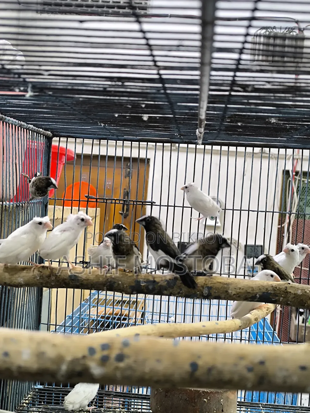 Bengali Finch 3 Month Age