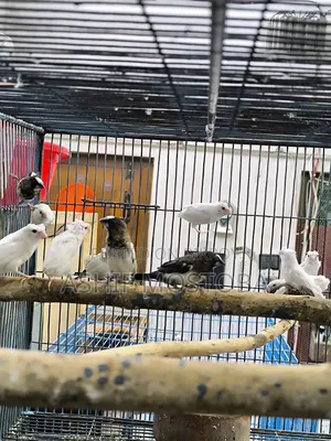 Bengali Finch 3 Month Age