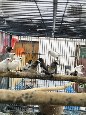 Bengali Finch 3 Month Age