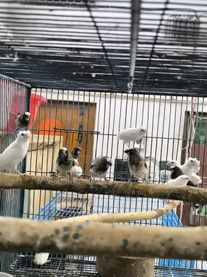 Bengali Finch 3 Month Age