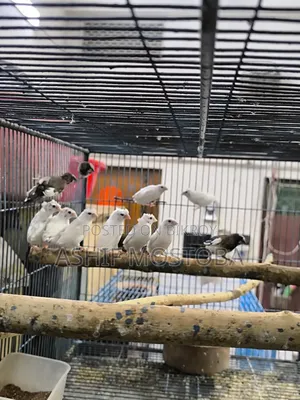 Bengali Finch 3 Month Age