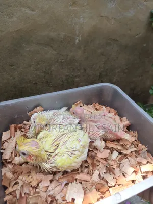 Lutino Albino Grey Tame Size Baby