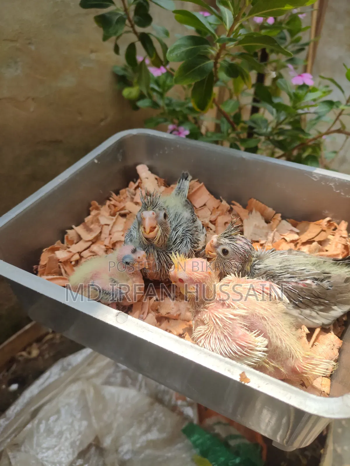 Lutino Albino Grey Tame Size Baby