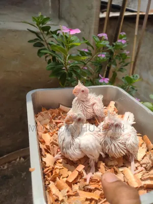 Lutino Albino Grey Tame Size Baby