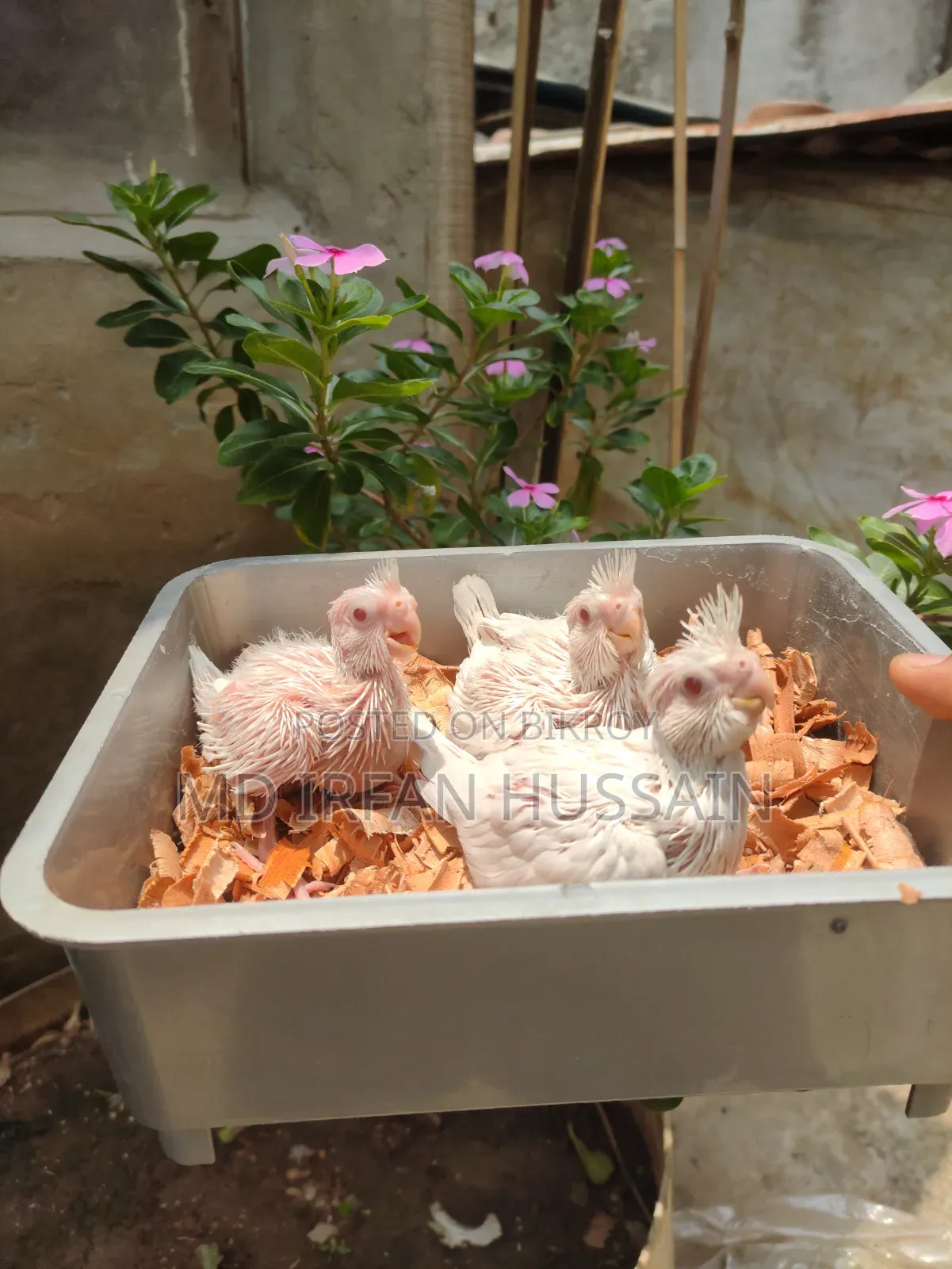 Lutino Albino Grey Tame Size Baby