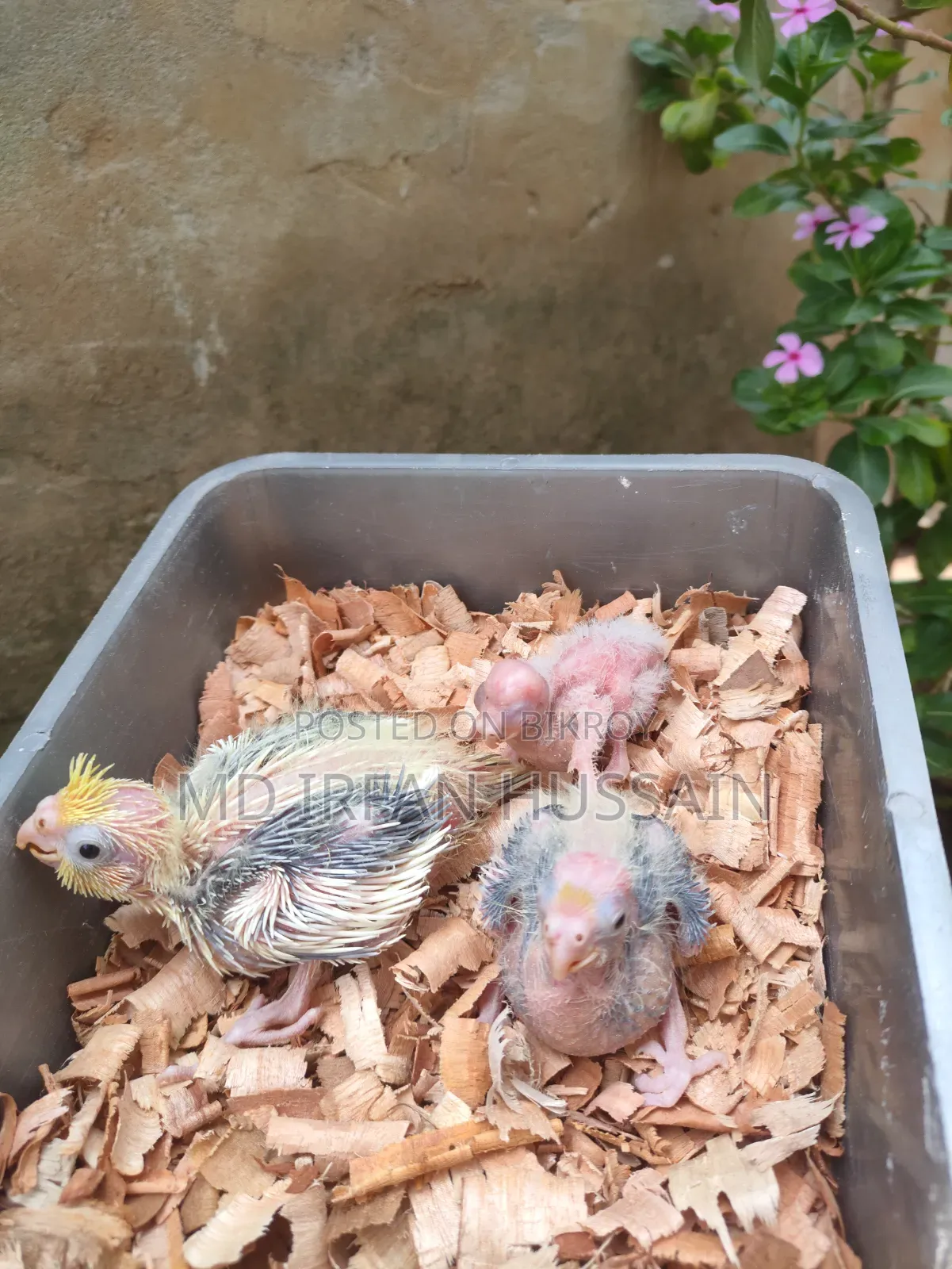Lutino Albino Grey Tame Size Baby