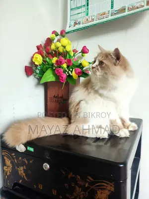3-6 Months Male Purebred Persian