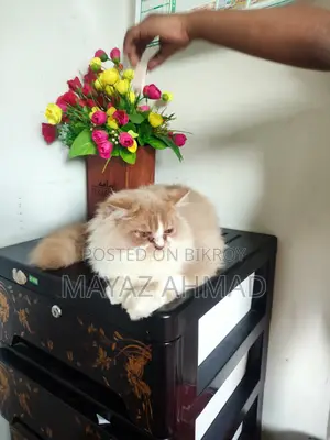 3-6 Months Male Purebred Persian