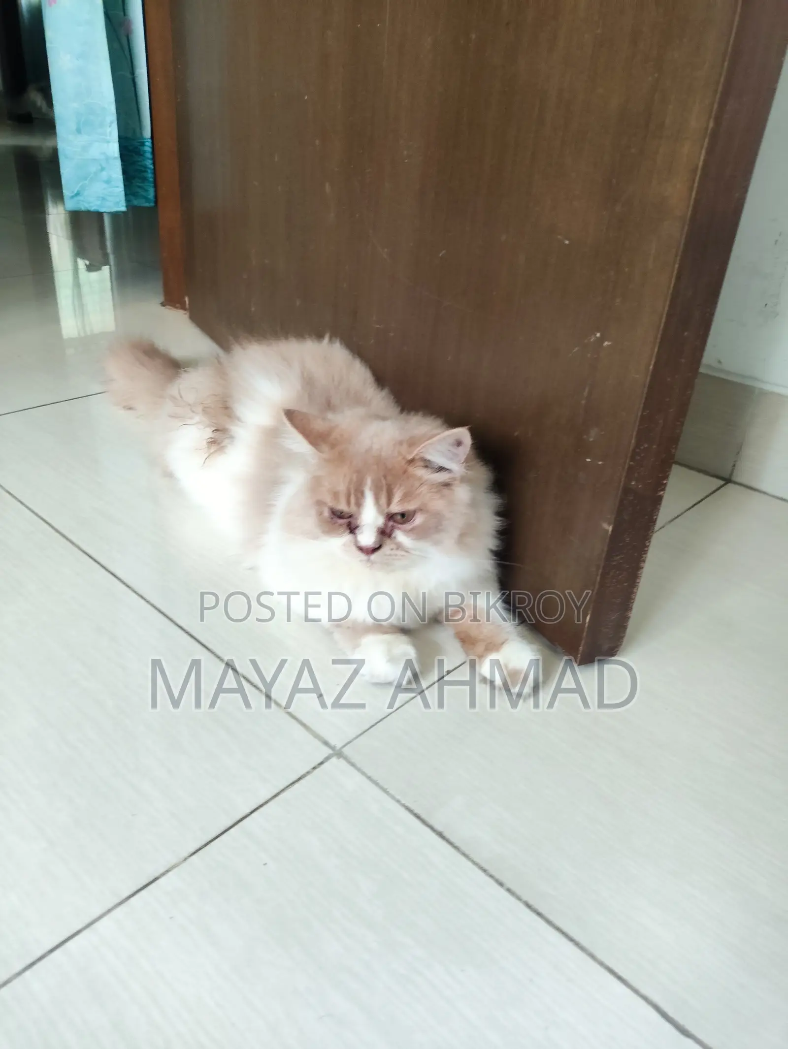 3-6 Months Male Purebred Persian