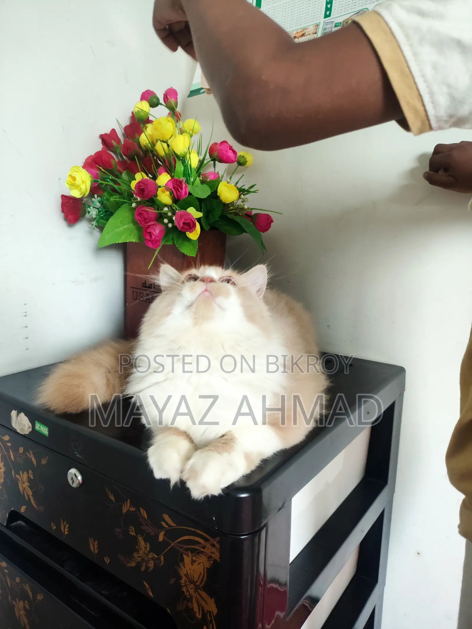 3-6 Months Male Purebred Persian