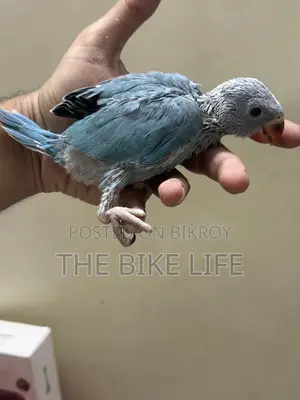Blue Ringneck Baby