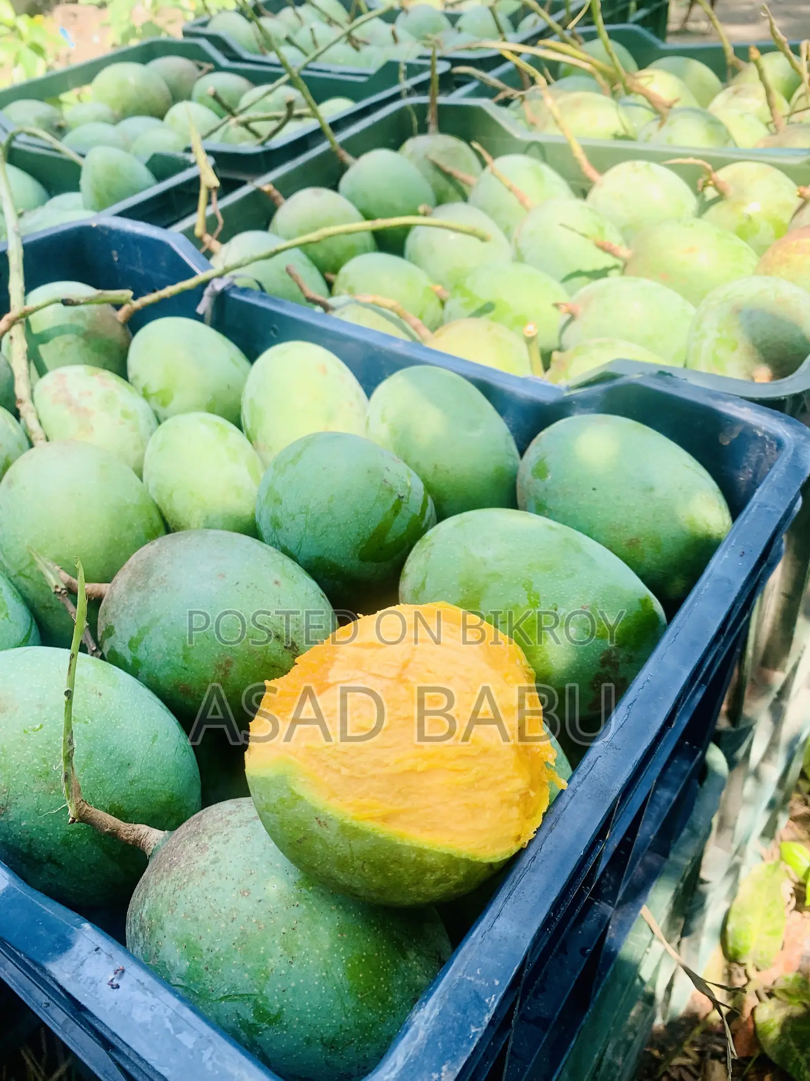 Mangoes from Satkhira district.