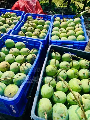Mangoes from Satkhira district.