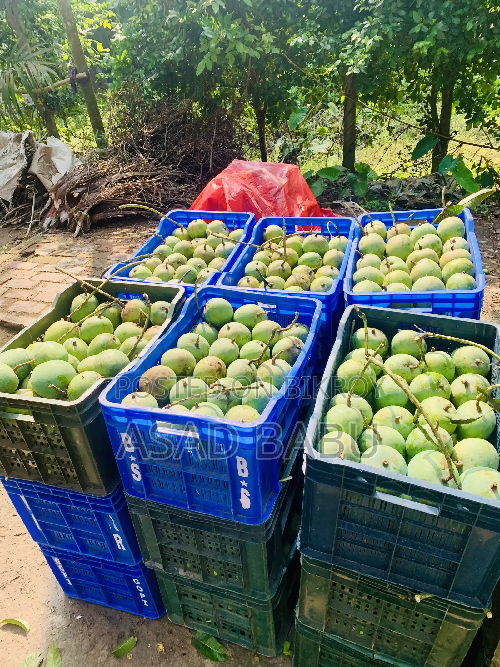 Mangoes from Satkhira district.